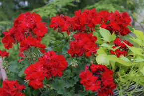 G�ranium sur pied, Rouge (lot de 6)