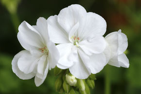 G�ranium sur pied, Blanc (lot de 6)
