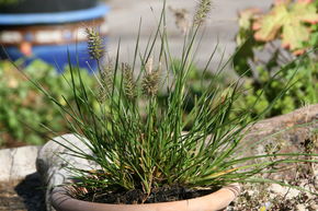 Herbe aux �couvillons 'Little Bunny'