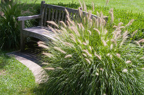 Laitue �Herbe aux �couvillons 'Hameln'