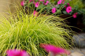 Herbe aux �couvillons 'JS Jommenik'