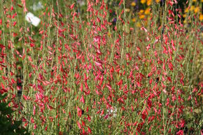 Galane 'Coccineus'