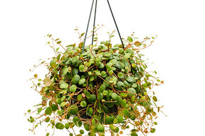 Peperomia 'Pepperspot'