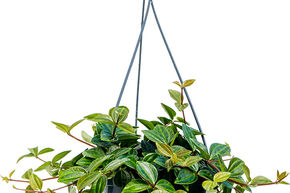 Peperomia angulata 'Rocca Scuro'