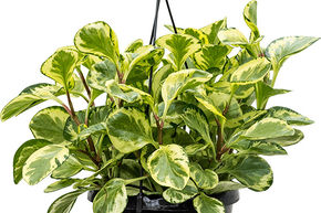 Peperomia obtusifolia 'Golden Gate'