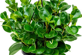 Peperomia obtusifolia 'Green'