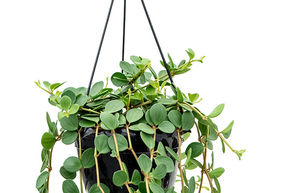 Peperomia tetraphylla 'Hope'
