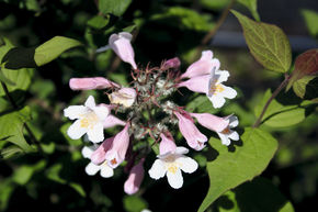 Buisson de beaut� 'Rosea'
