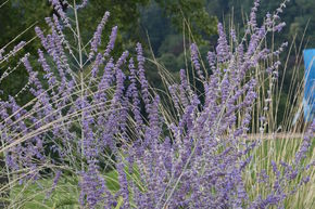 Sauge de Sib�rie 'Blue Spire'