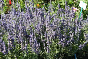 Sauge de Sib�rie 'Lacey Blue'