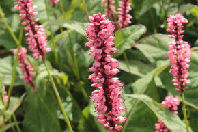 Renou�e en chandelle 'Harlequin'