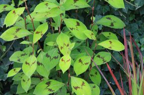 Renou�e filiforme