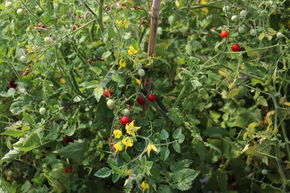 Tomate sauvage p�ruvienne