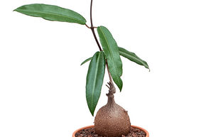 Petopentia natalensis