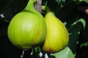 Figuier 'Petrelli'