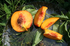 P�che r�sistante 'Harrow Beauty'