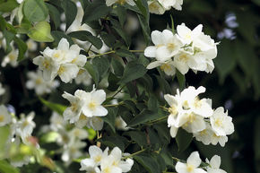 Seringat des jardins 'Belle Etoile'