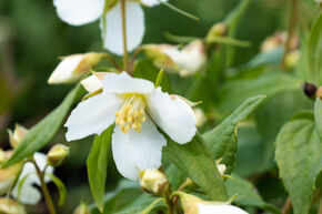 Faux jasmin 'Erectus'