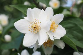 Seringat des jardins coronarius
