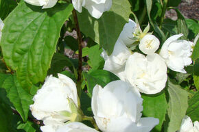 Jasmin des jardins double 'Schneesturm'