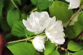 Seringat commun 'Little White Love', nain