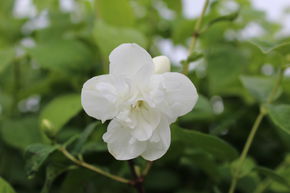 Seringat des jardins 'Virginal'