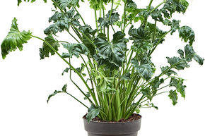Philodendron 'Atlantis'