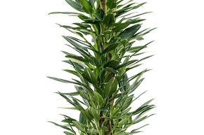 Philodendron 'Cobra'