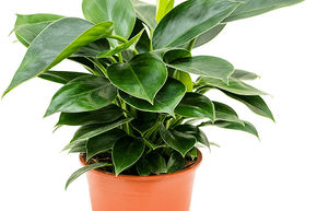 Philodendron 'Congo Apple'