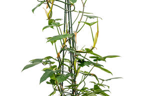 Philodendron 'Green Dragon'