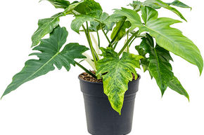 Philodendron 'Dragon Variegata'