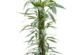 Philodendron 'Exotica'