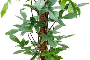 Philodendron 'Florida Beauty'