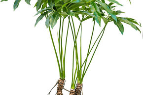 Philodendron 'Fun bun'
