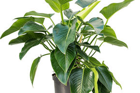Philodendron 'Green Beauty'
