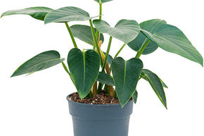 Philodendron Green Congo