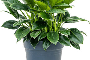 Philodendron 'Green Princess'