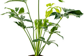 Philodendron 'Green Wonder'