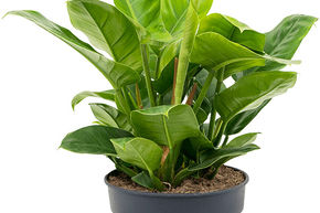 Philodendron 'Imperial Green'
