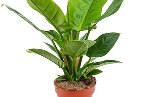 Philodendron 'Imperial Green'