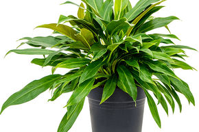 Philodendron 'Little Phil'