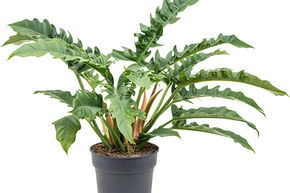Philodendron 'Narrow'