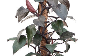 Philodendron 'New Red'