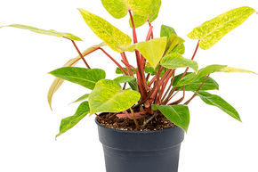 Philodendron 'Painted Lady'