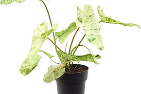 Philodendron 'Paraiso Verde'