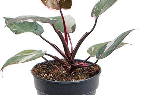 Philodendron 'Pink Princess'