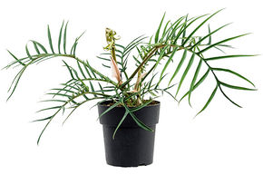Philodendron 'Polypodioides Tortum'