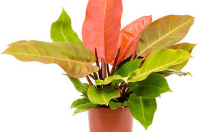 Philodendron 'Prince of Orange'