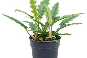 Philodendron 'Rambo'