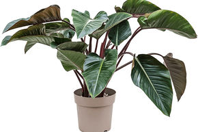 Philodendron 'Red Beauty'